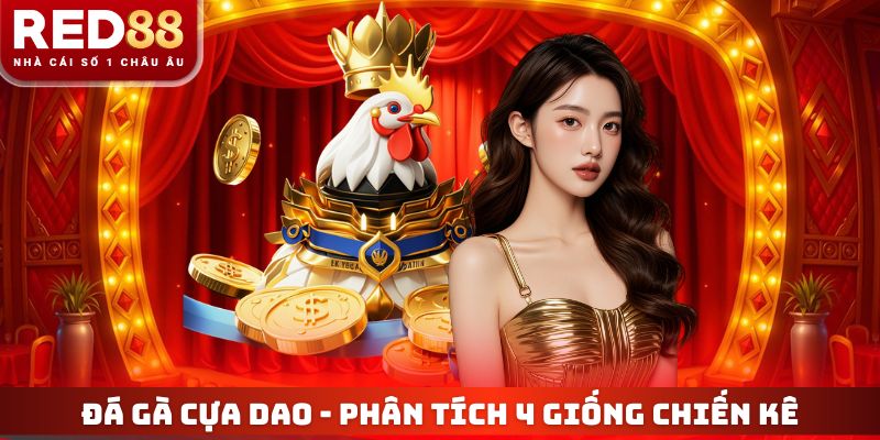 Đá Gà Cựa Dao - Phân Tích 4 Giống Chiến Kê Tỷ Lệ Thắng 85% 1 Đá Gà Cựa Dao