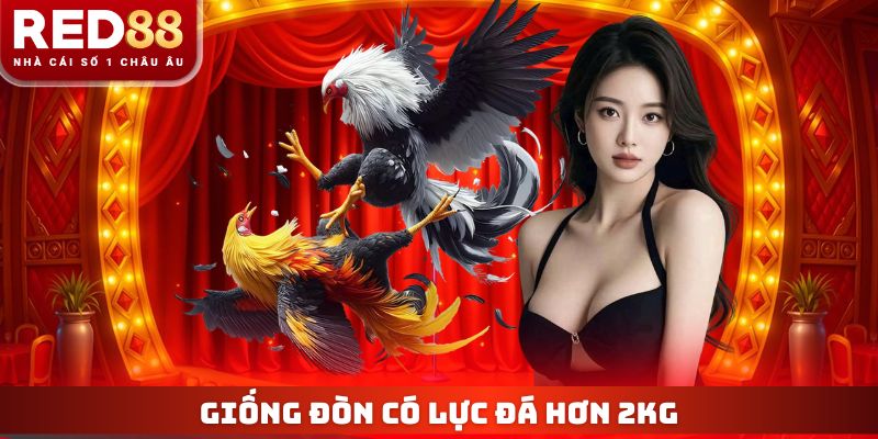Giống đòn có lực đá hơn 2kg