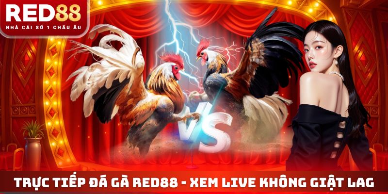 Trực Tiếp Đá Gà RED88 - Xem Live Thomo 4K Không Giật Lag 3 Trực Tiếp Đá Gà